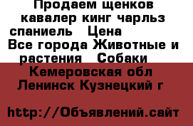 Продаем щенков кавалер кинг чарльз спаниель › Цена ­ 60 000 - Все города Животные и растения » Собаки   . Кемеровская обл.,Ленинск-Кузнецкий г.